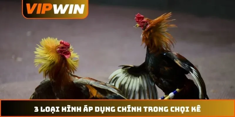 Đá gà VIPWIN 2 3 loại hình áp dụng chính trong chọi kê