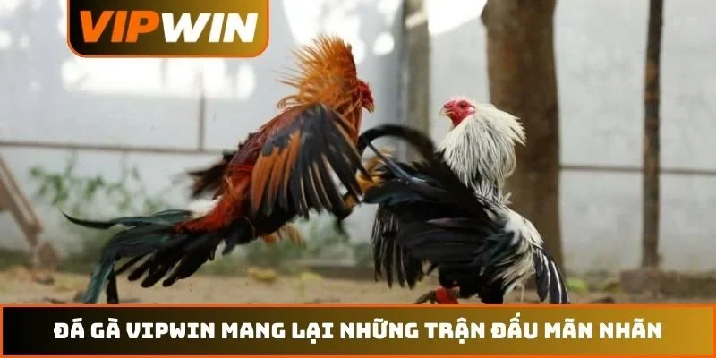 Đá gà VIPWIN 1 Đá gà VIPWIN mang lại những trận đấu mãn nhãn