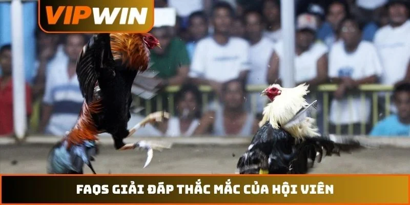 Đá gà VIPWIN 4 FAQs giải đáp thắc mắc của hội viên