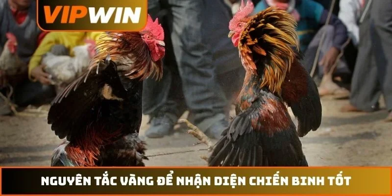 Đá gà VIPWIN 3 Nguyên tắc vàng để nhận diện chiến binh tốt